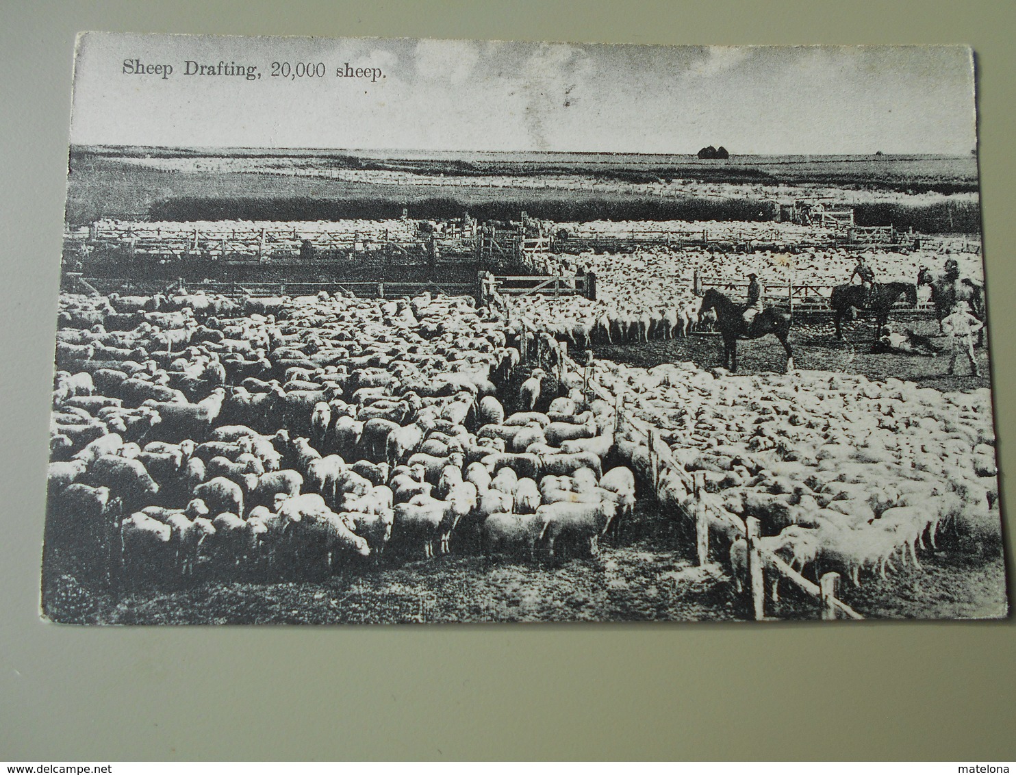 NOUVELLE ZELANDE SHEEP DRAFTING 20000 SHEEP - Nouvelle-Zélande