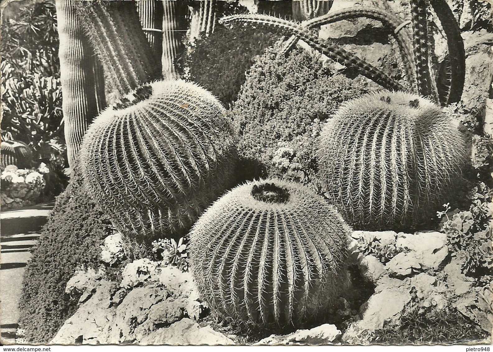 Monaco Montecarlo (Principaute De Monaco) Le Jardin Exotique: Coussins De Belle-Mere Et Candelabre - Giardino Esotico