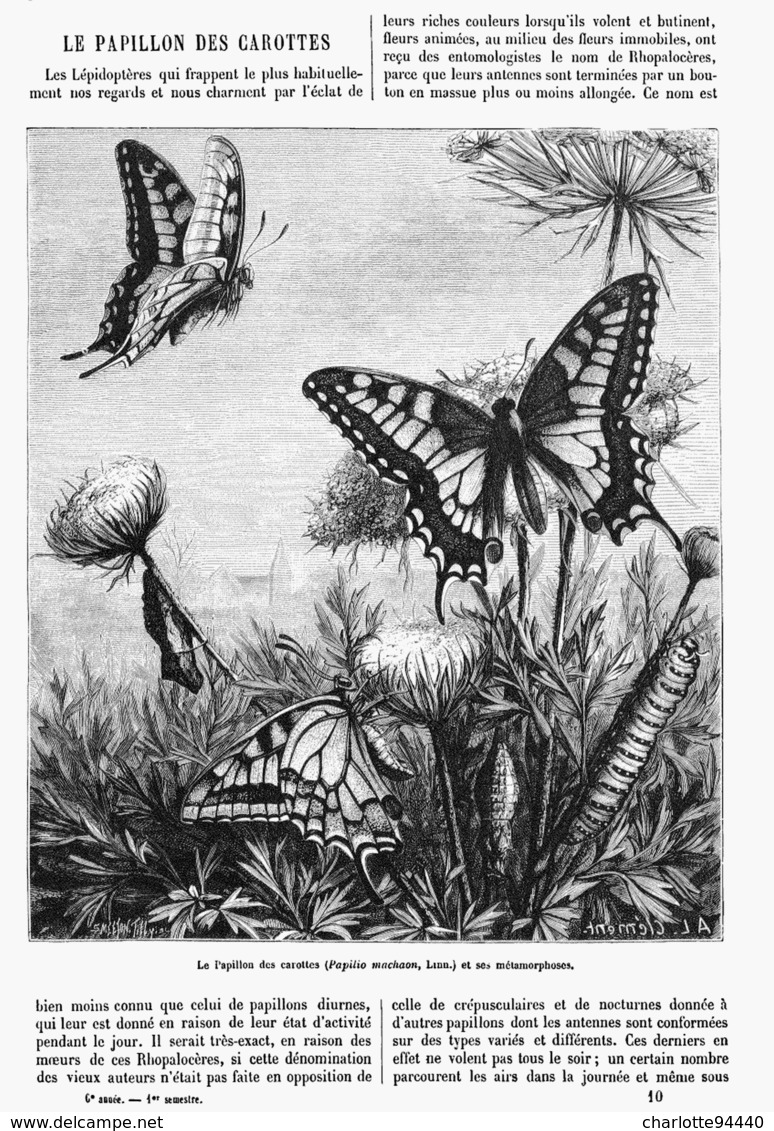 LE PAPILLON Des CAROTTES  1878 - Animaux