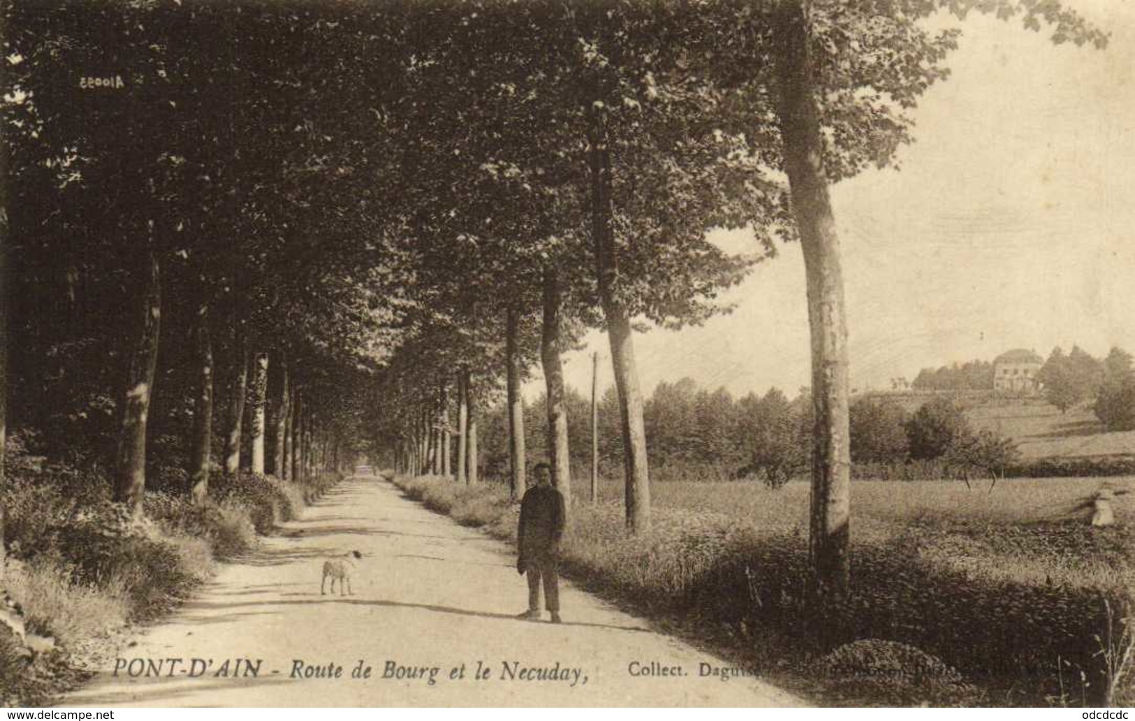 PONT D'AIN  Route De Bourg Et Le Necuday Personnage Chien  RV - Non Classés