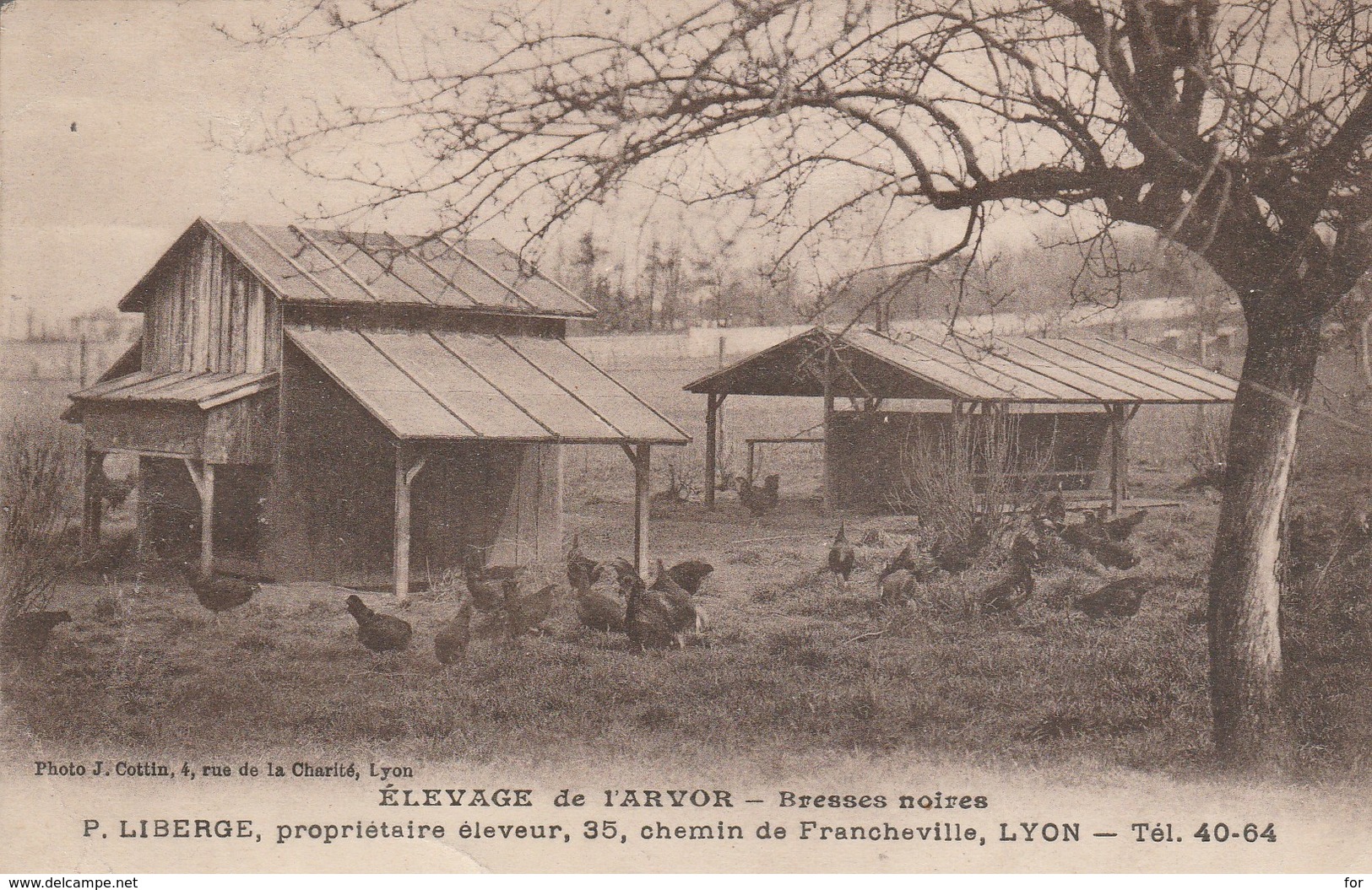 Agriculture : élevage De L'arvor ( Bresses Noires - Poulets ) - Crías