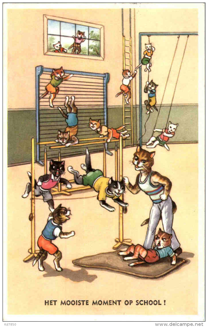 Katzen - Turnen - Gatti