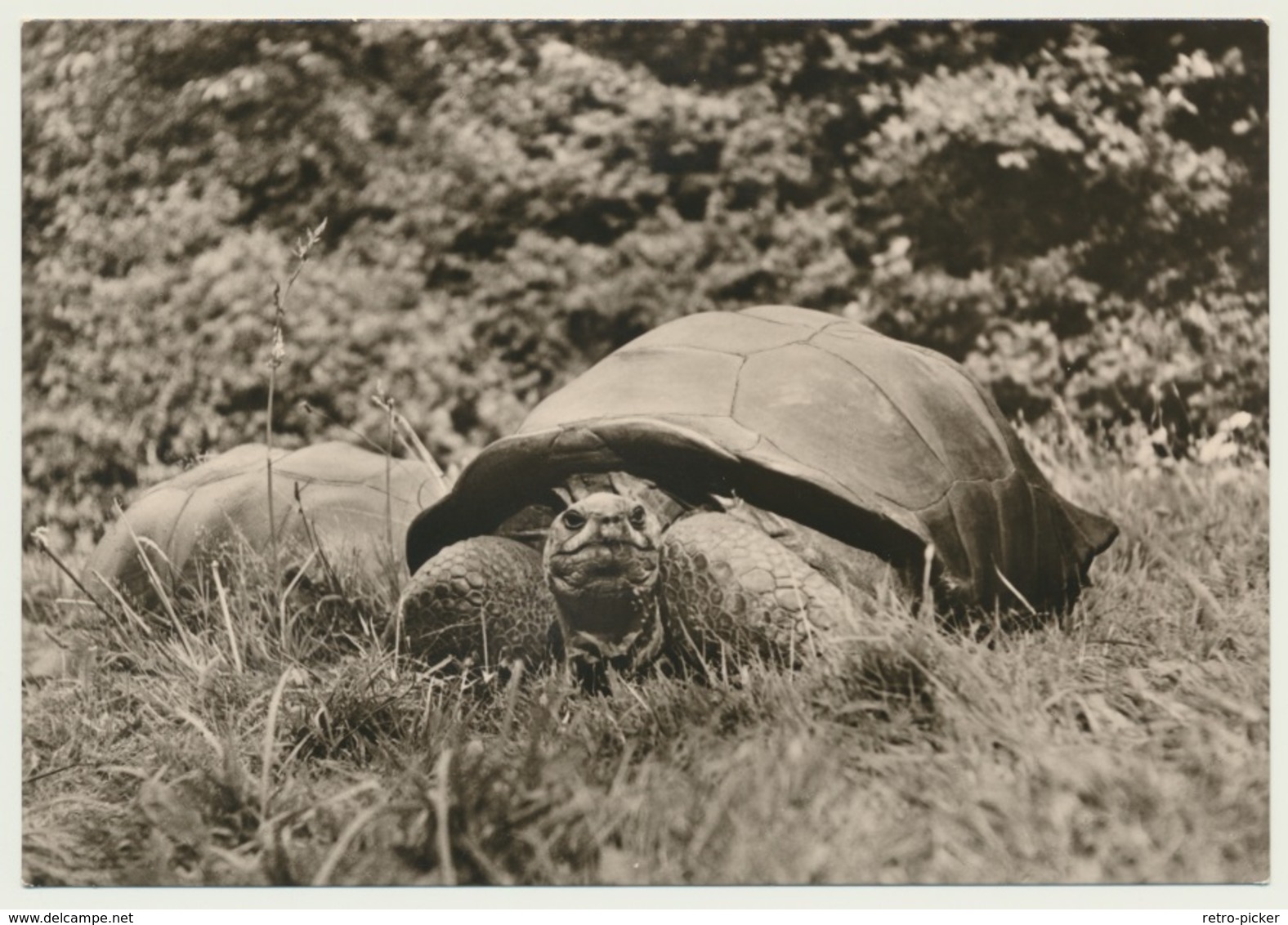 AK  Riesenschildkröte Zoo Tierpark Magdeburg - Tortues