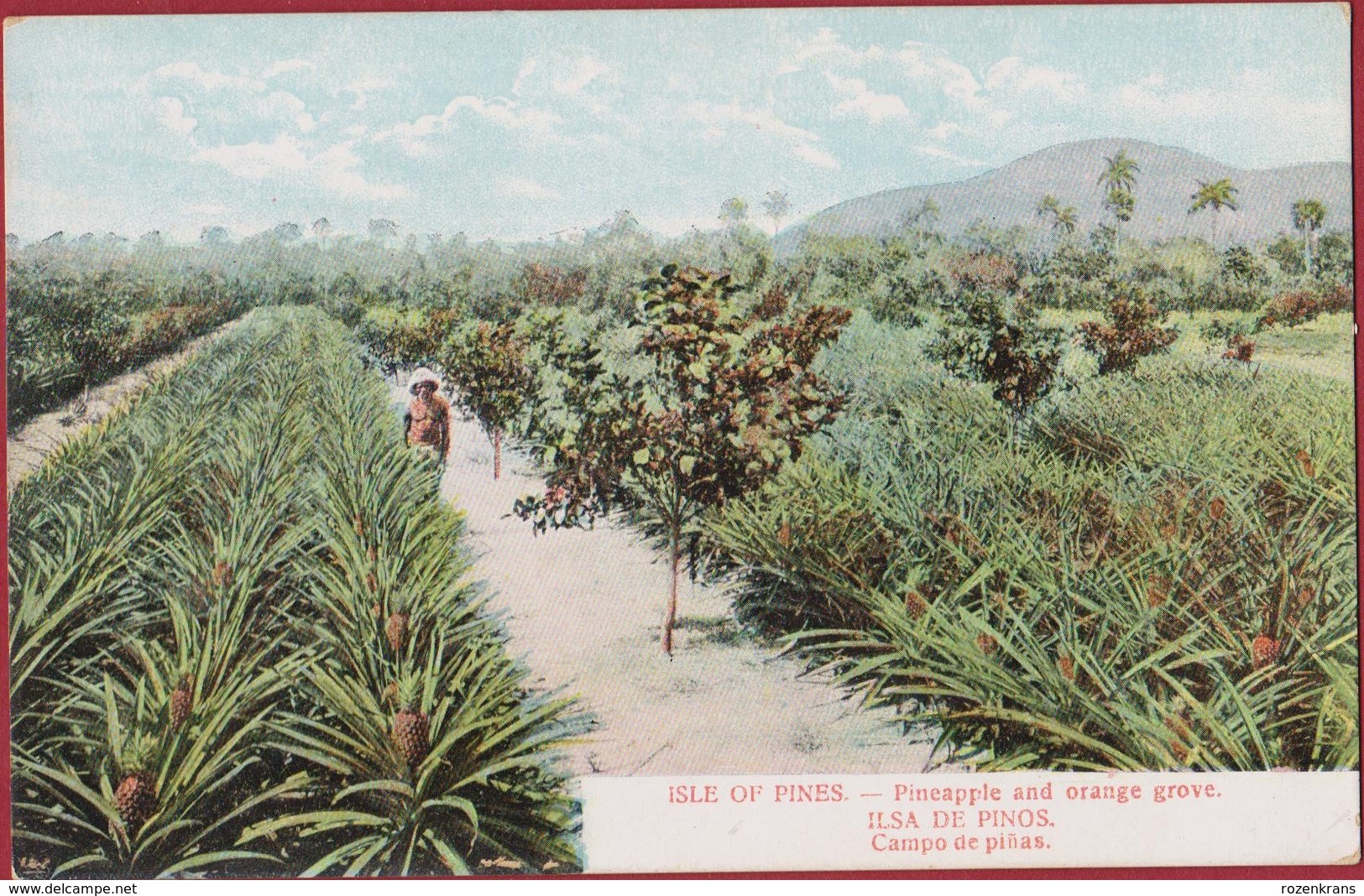 Cuba Isla De Pinos Campesino Pineapple And Orange Grove Plantation Colonial Period Rare Old Postcard Tarjeta Postal - Kuba