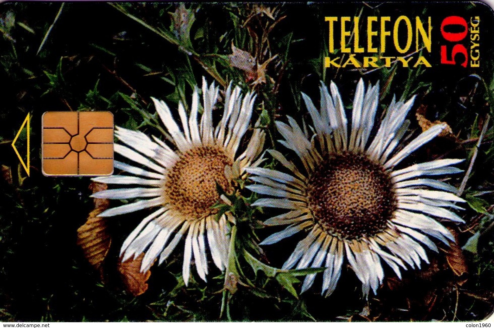 TARJETA TELEFONICA DE HUNGRIA. PROTECTED FLOWERS.  Szártalan Bábakalács (Carlina Acaulis). HU-P-1995-28A. (185) - Flores