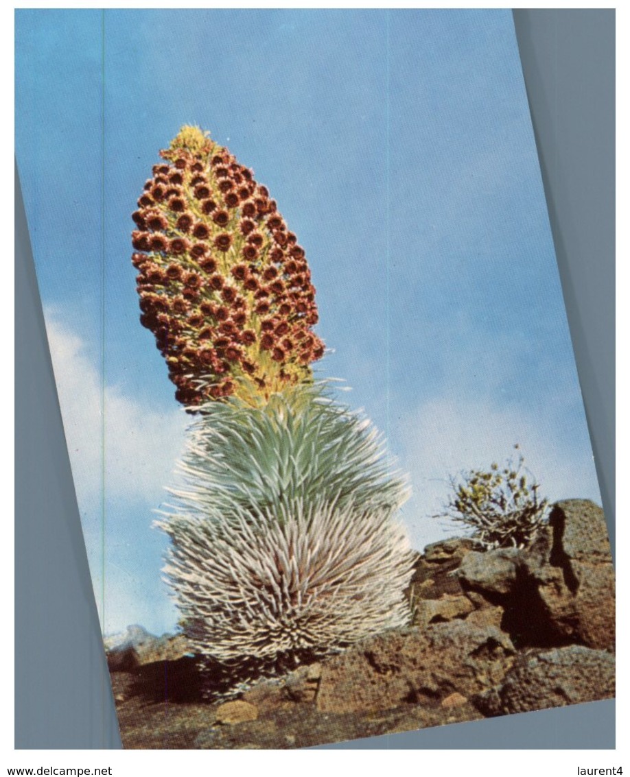 (450) USA - Hawaii Silversword In Bloom - Cactusses