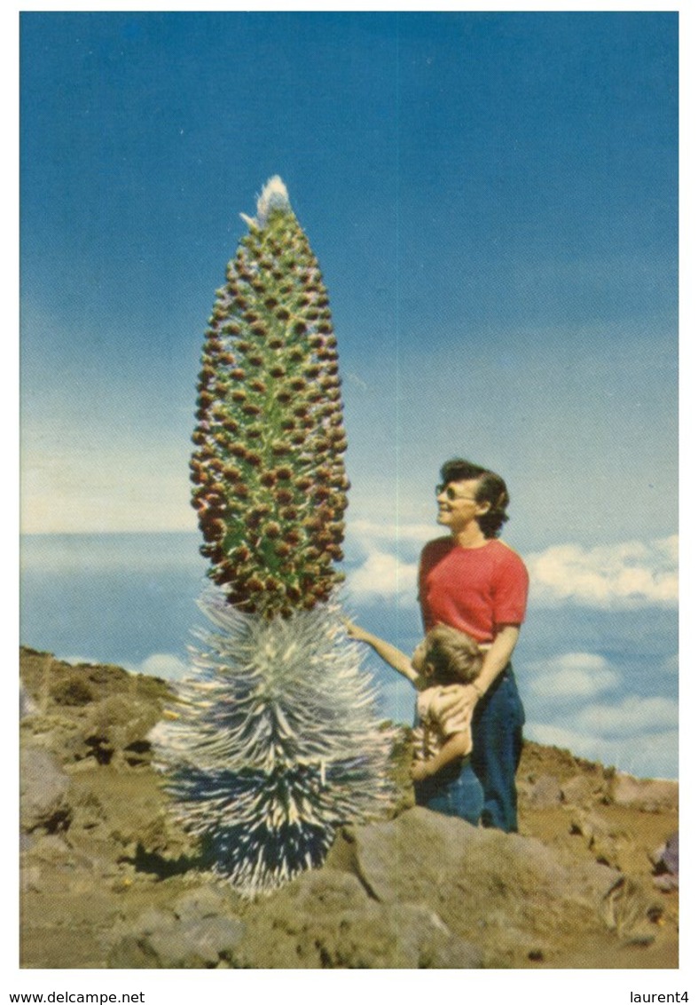 (450) USA - Hawaii Silversword In Bloom - Cactusses