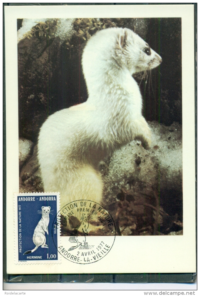 CM-Carte Maximum Card #1977-Andorre-Andorra #  Nature # Animaux,Tiere,animals # Hermine,Hermelin, Ermine - Cartes-Maximum (CM)