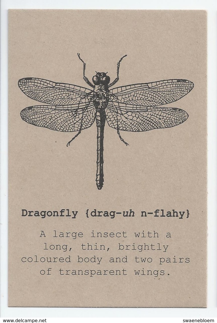 NL.- Dragonfly - Drag-uh N-flahy -. Kaart Zonder Envelop. - Insecten