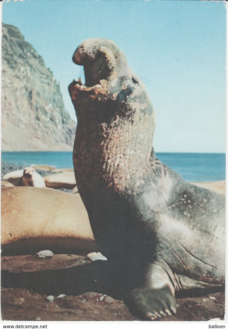 Groenland - Elephant De Mer - Mille Ans Après Les Vikings - Ionyl - 24/02/1958 - Groenland