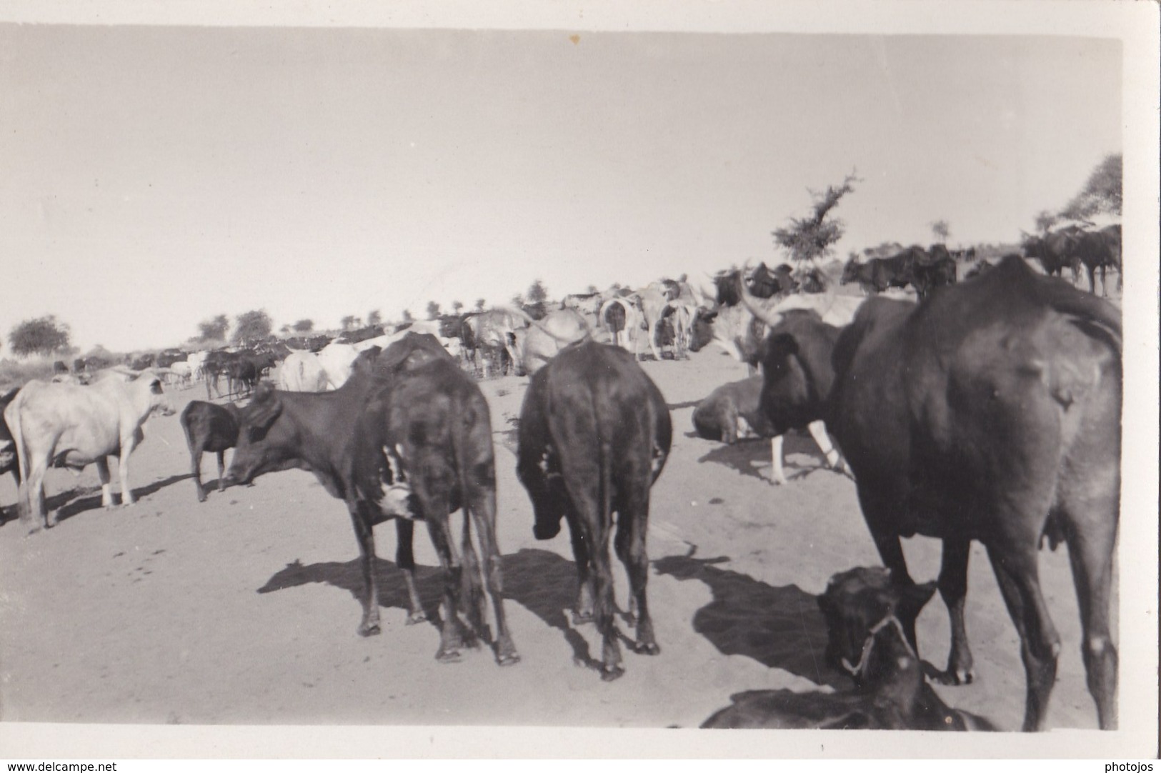 Lot De 5 Cartes Photo Afrique Non Localisées Mais à Priori RCA    Chameaux  élevage - República Centroafricana