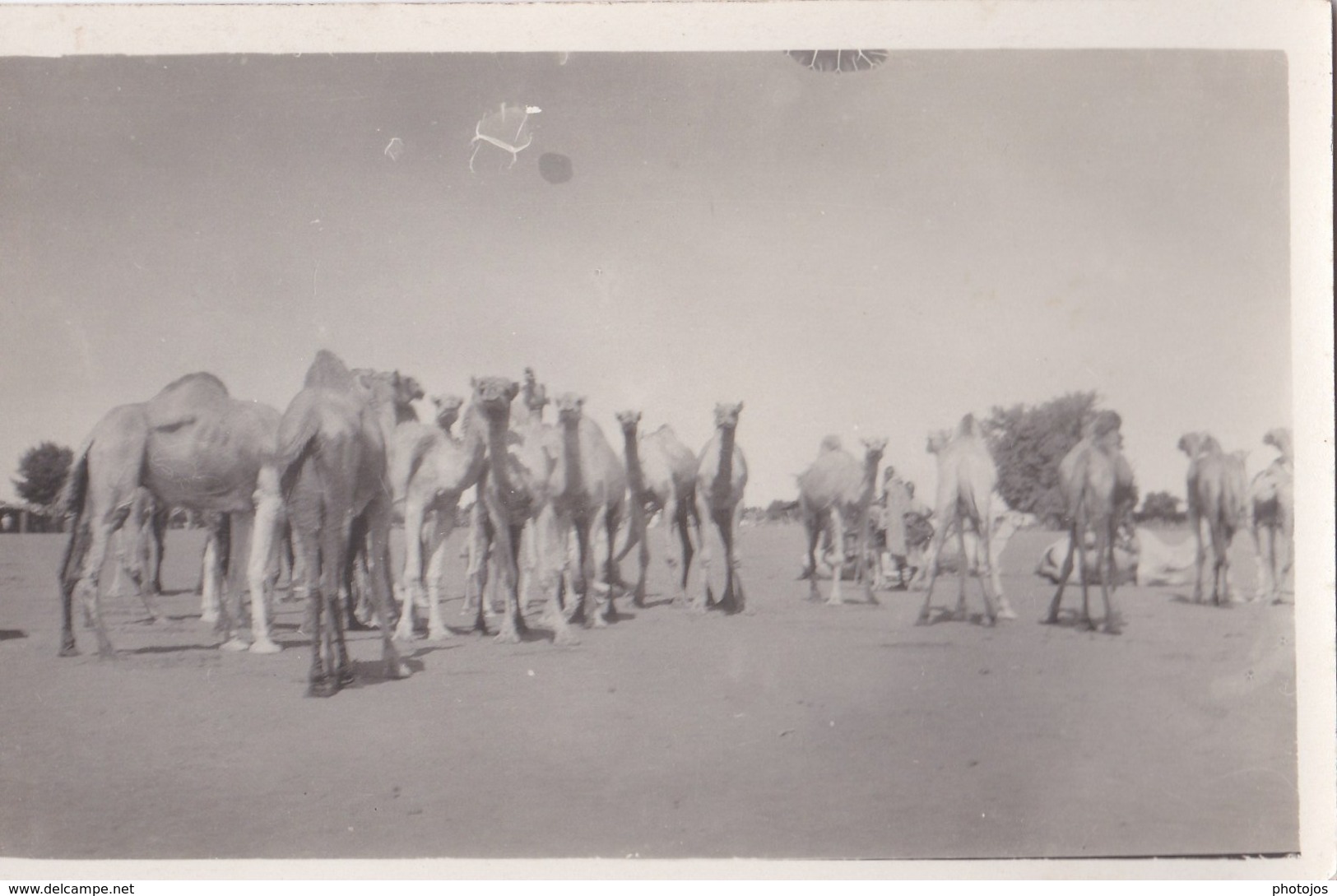 Lot De 5 Cartes Photo Afrique Non Localisées Mais à Priori RCA    Chameaux  élevage - República Centroafricana