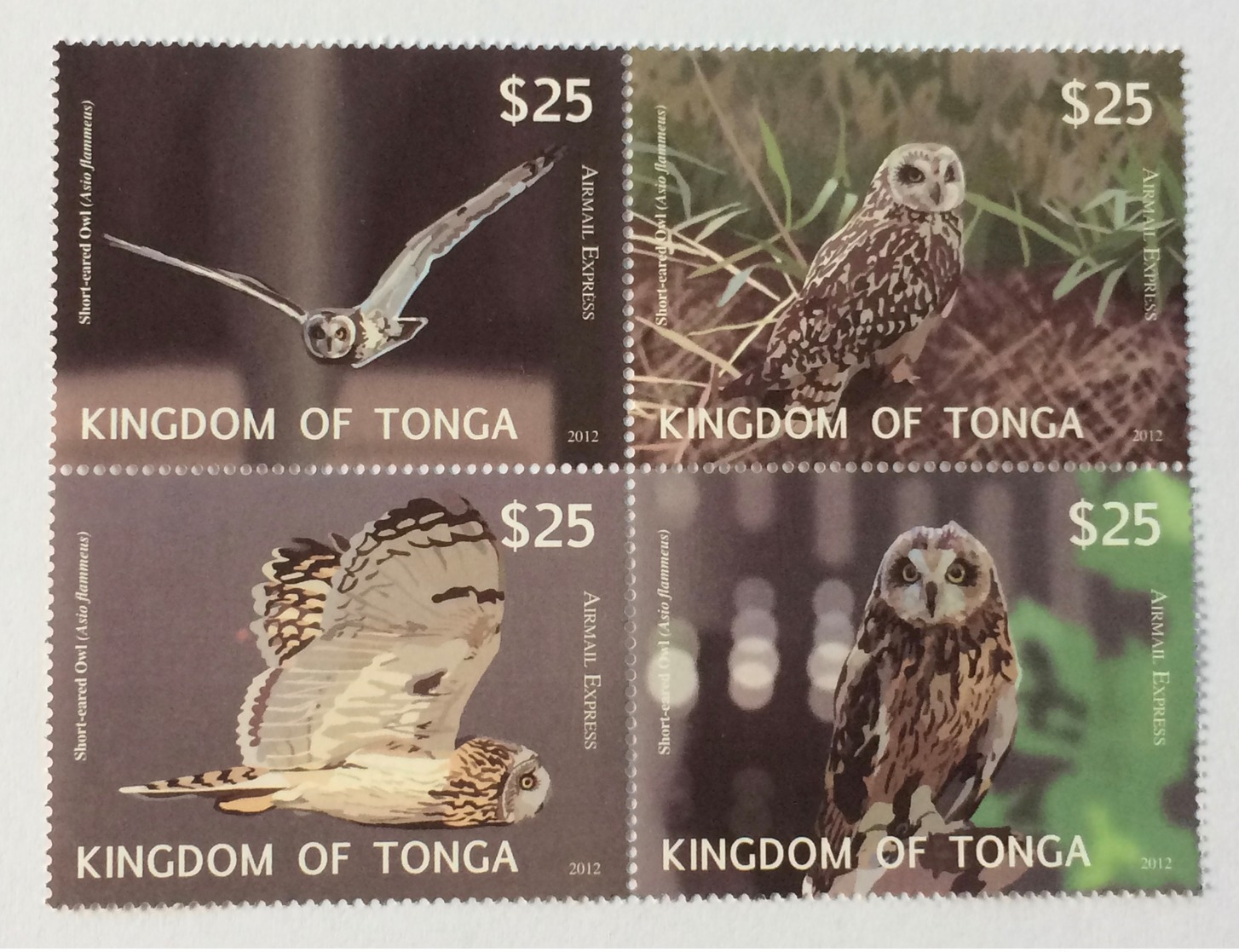 Kingdom Of Tonga 2012; Animals & Fauna; Birds Owls; MNH /** VF; 140 Euro!! - Eulenvögel