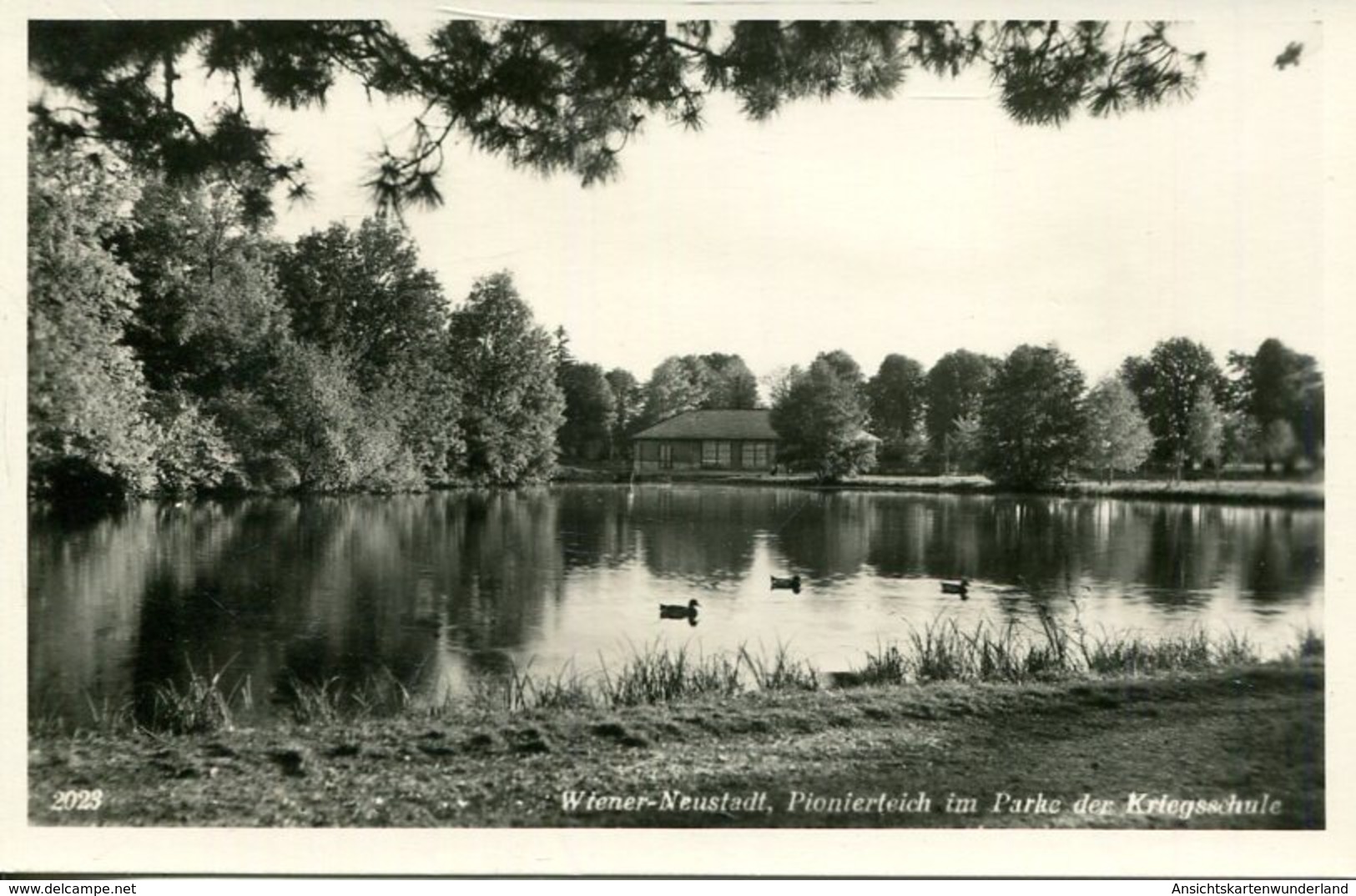 005787  Wiener Neustadt - Pionierteich Im Parke Der Kriegsschule - Wiener Neustadt