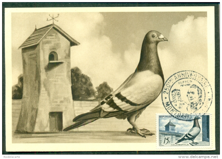 CM-Carte Maximum Card # 1957-FRANCE # Animaux-animals -oiseaux-birds-Vögel #Colombophilie ,Pigeon,Taube,dove # Montbard - 1950-1959