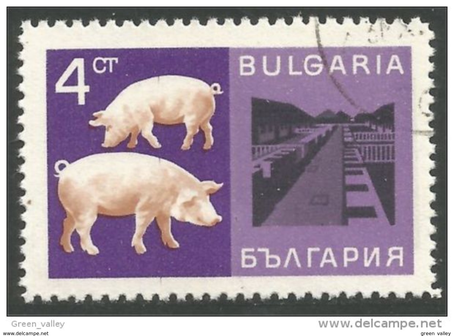 230 Bulgaria Ferme Pig Cochon Schweine Cerdo Maiale Farm (BUL-408) - Ferme