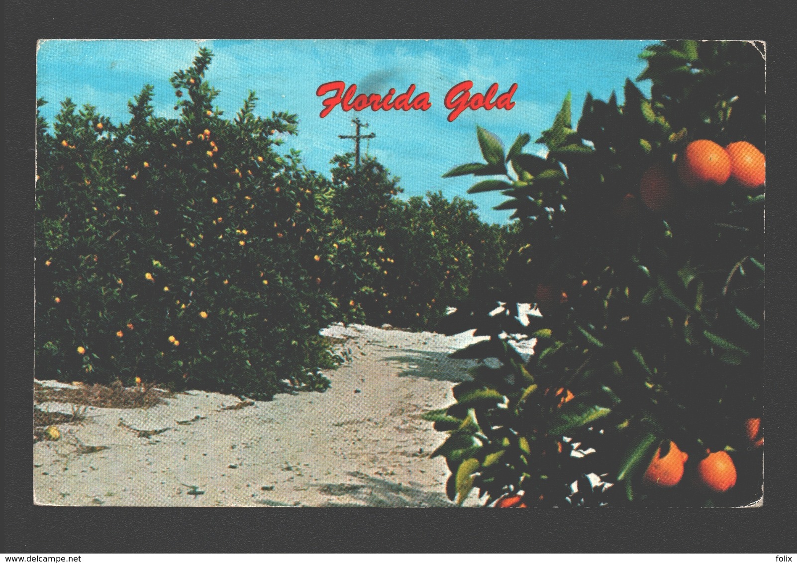 Florida's Gold - On Orange Grove In The Citrus Belt - 1976 - Autres & Non Classés