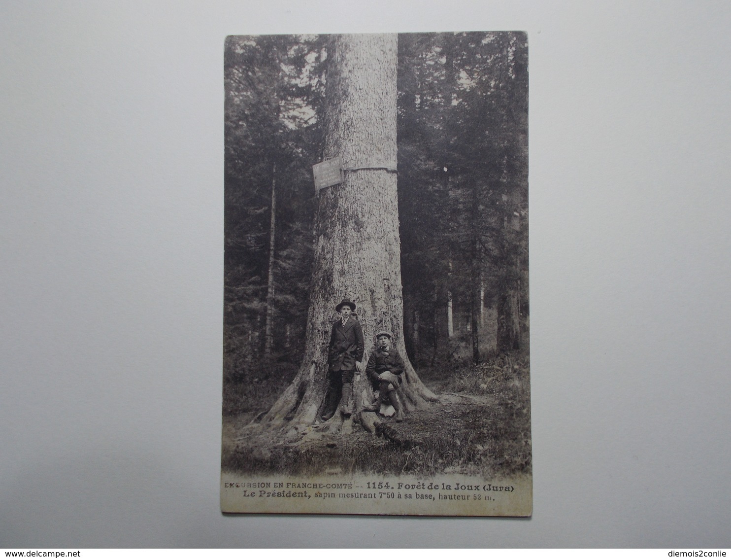 Carte Postale - Forêt De La Joux - Le Président - Sapin Mesurant 52 M (2494) - Otros & Sin Clasificación