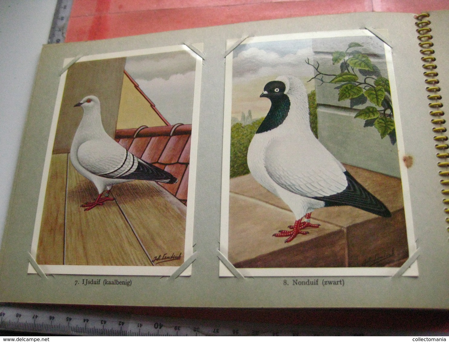 Full Set Complete 24 Cards TAUBEN Duiven Pigeons - 2 ALBUMS Conserven Fabriek TAMINIAUX - ELST Hollandse Tuimelaar E.a. - Other & Unclassified