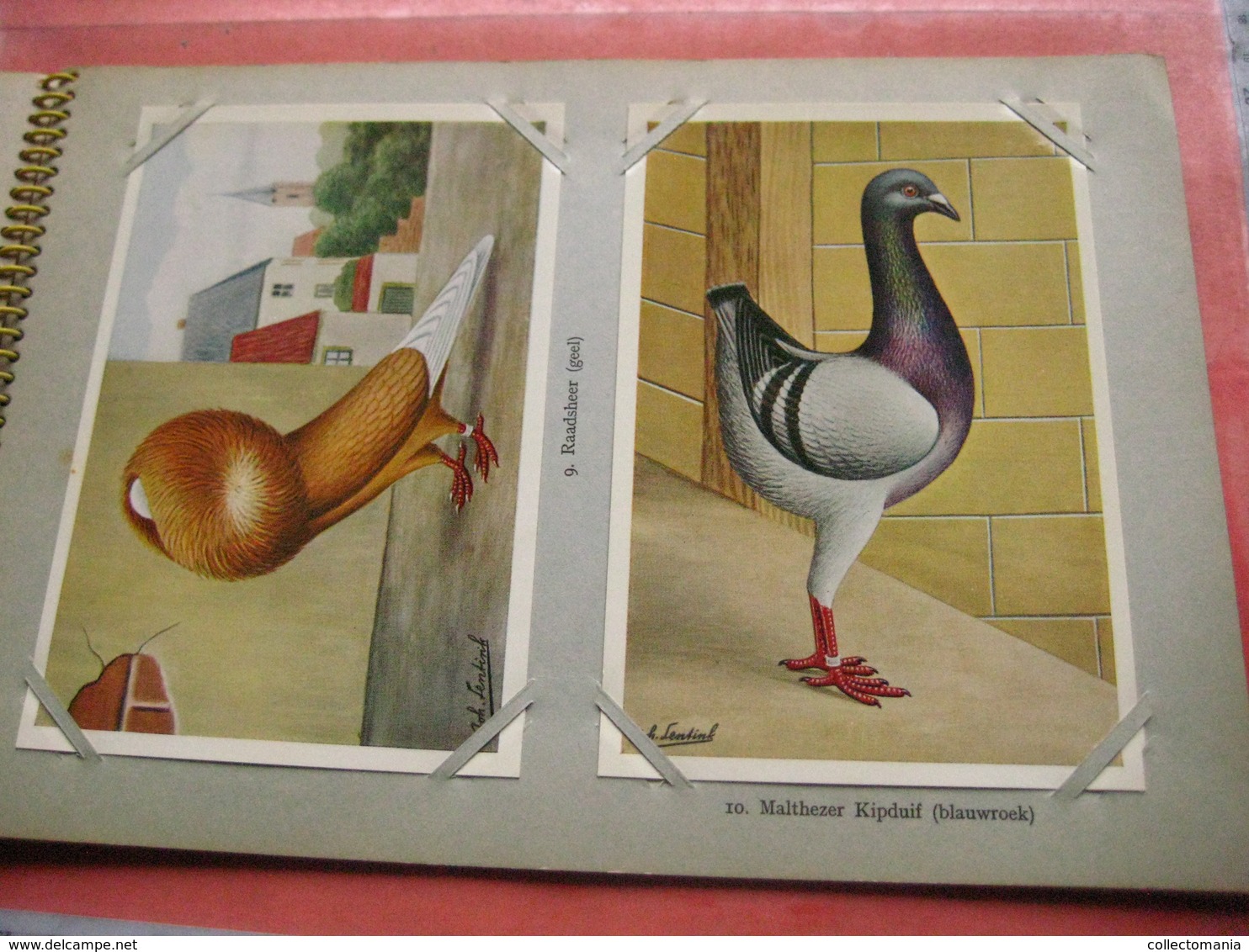 Full Set Complete 24 Cards TAUBEN Duiven Pigeons - 2 ALBUMS Conserven Fabriek TAMINIAUX - ELST Hollandse Tuimelaar E.a. - Other & Unclassified