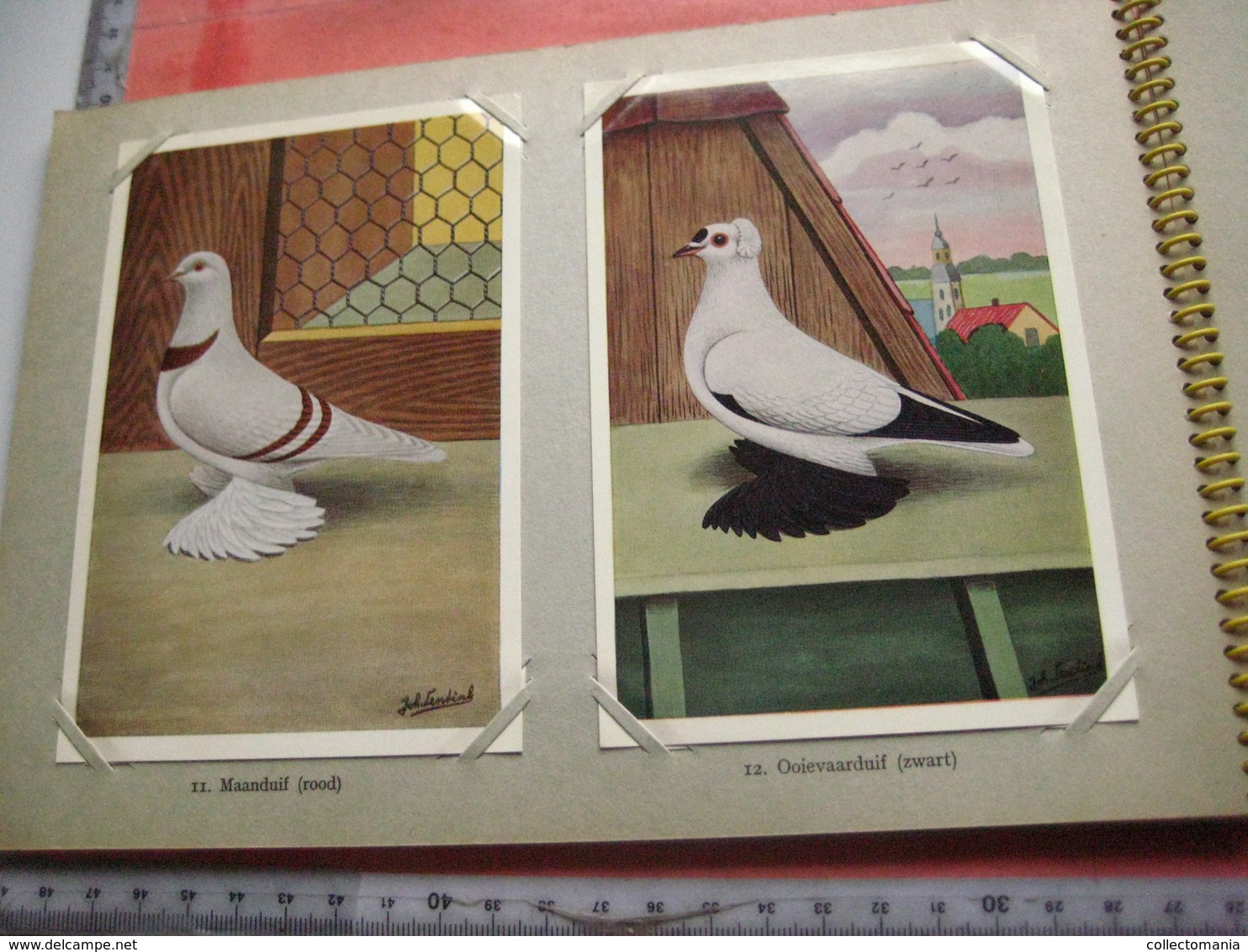 full set complete 24 cards TAUBEN duiven pigeons - 2 ALBUMS Conserven fabriek TAMINIAUX - ELST Hollandse Tuimelaar e.a.