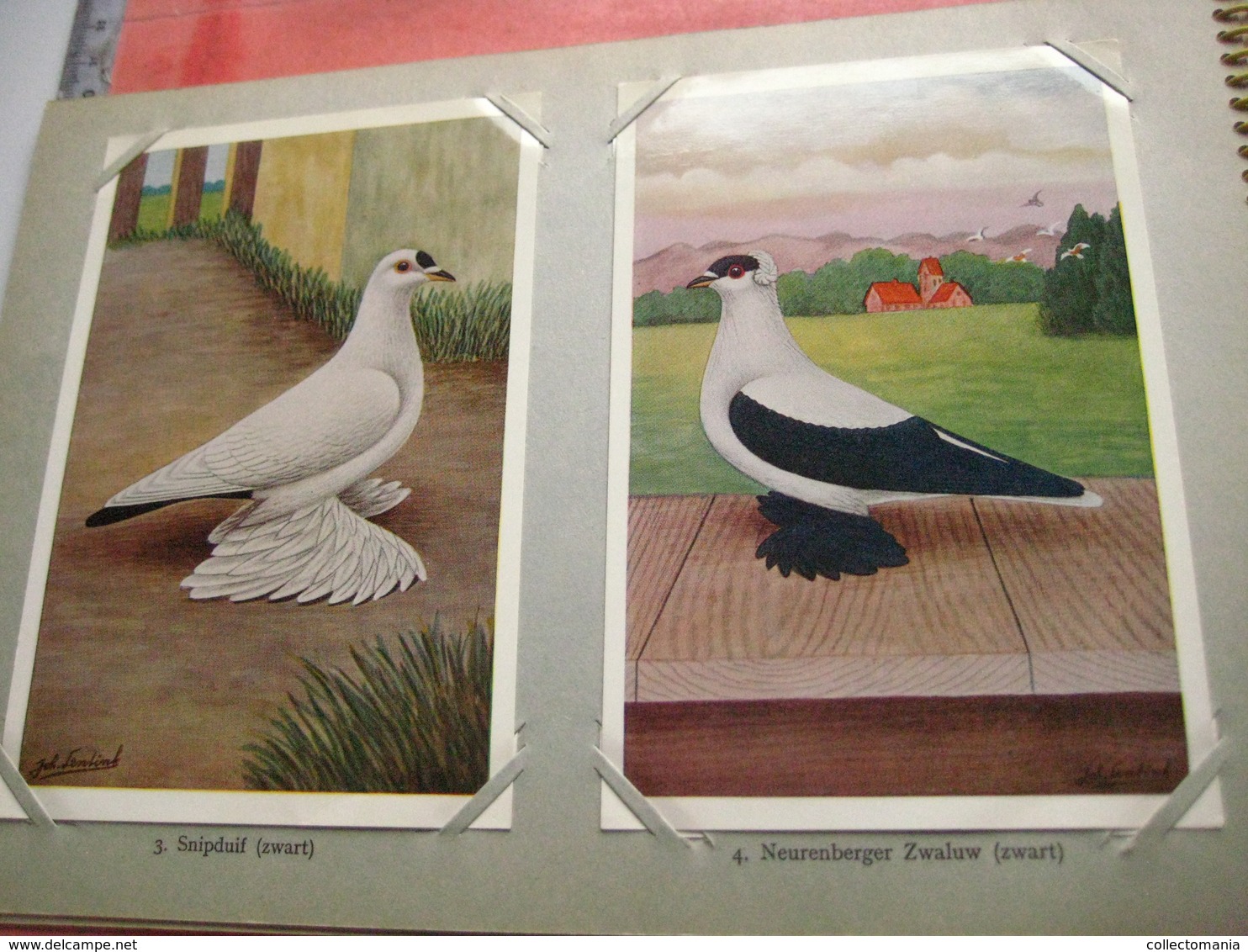full set complete 24 cards TAUBEN duiven pigeons - 2 ALBUMS Conserven fabriek TAMINIAUX - ELST Hollandse Tuimelaar e.a.