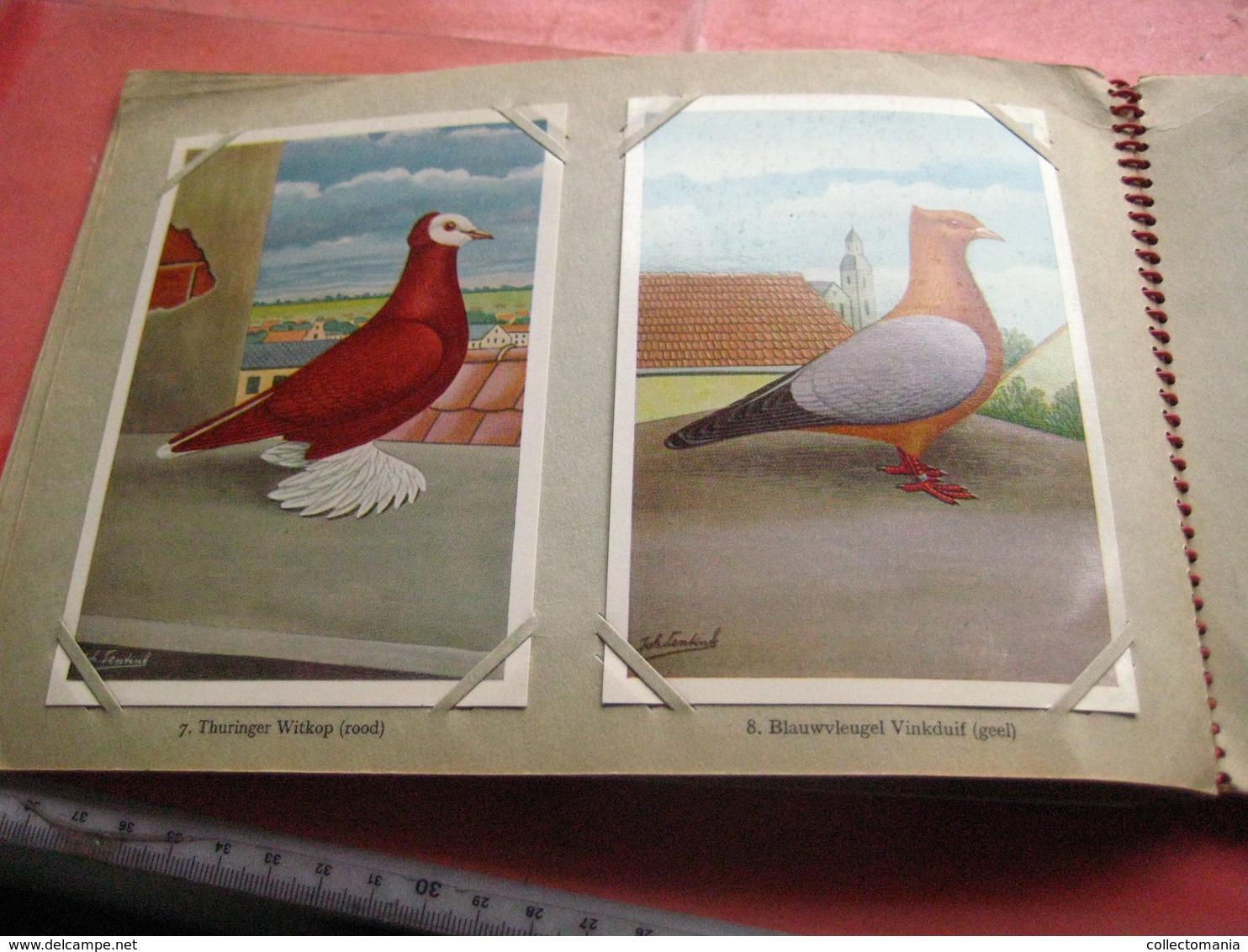 full set complete 24 cards TAUBEN duiven pigeons - 2 ALBUMS Conserven fabriek TAMINIAUX - ELST Hollandse Tuimelaar e.a.