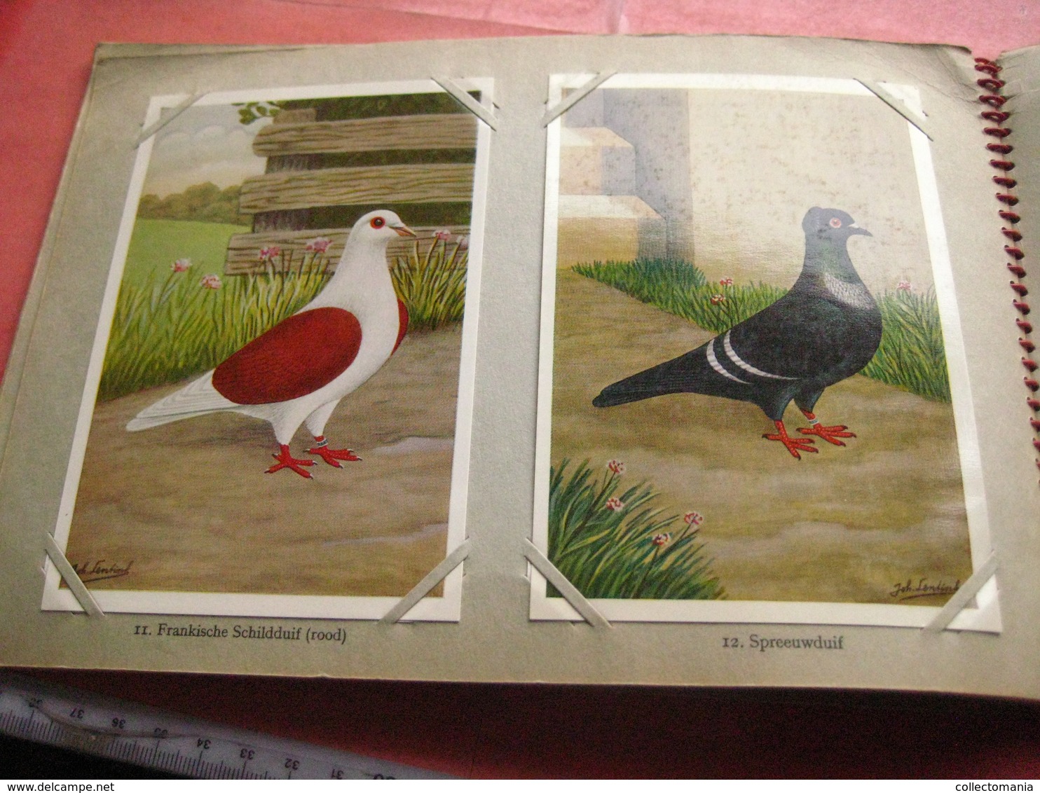 full set complete 24 cards TAUBEN duiven pigeons - 2 ALBUMS Conserven fabriek TAMINIAUX - ELST Hollandse Tuimelaar e.a.