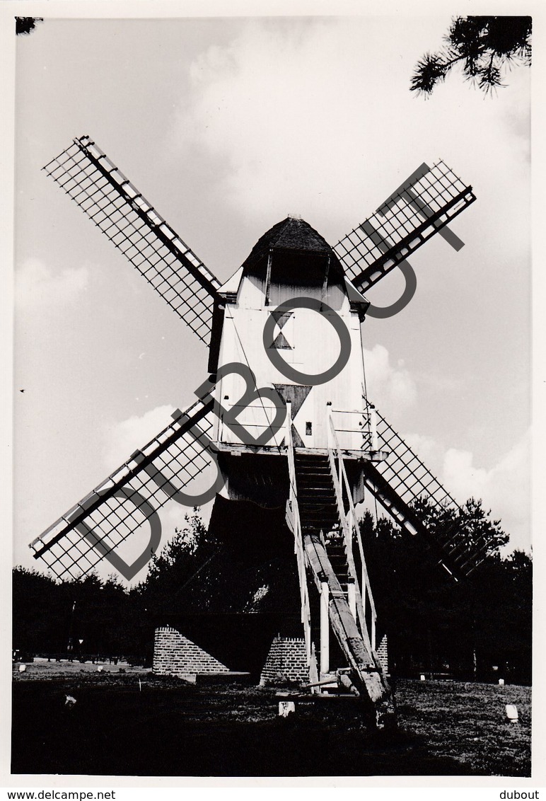 Overpelt Molen/Moulin Originele Foto  C1 - Overpelt