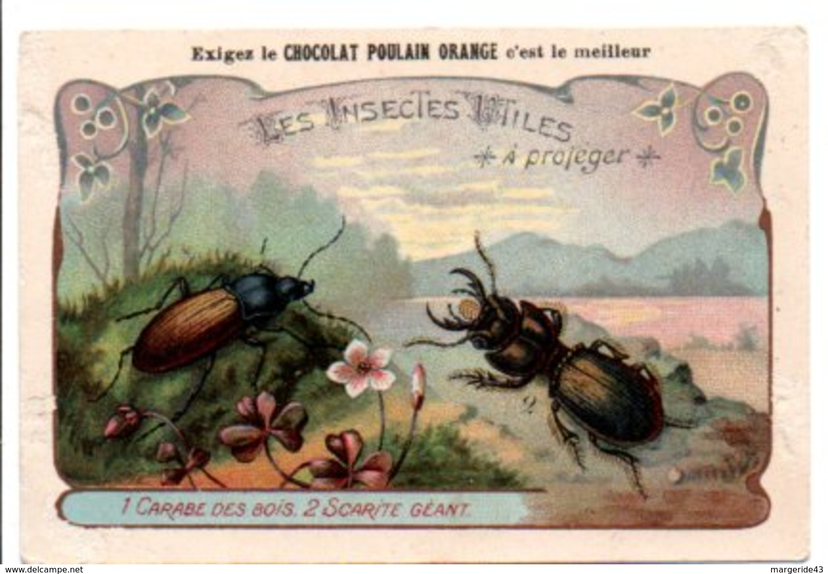 CHROMOS POULAIN - INSECTES UTILES - CARABE ET SCARITE GEANT - Poulain