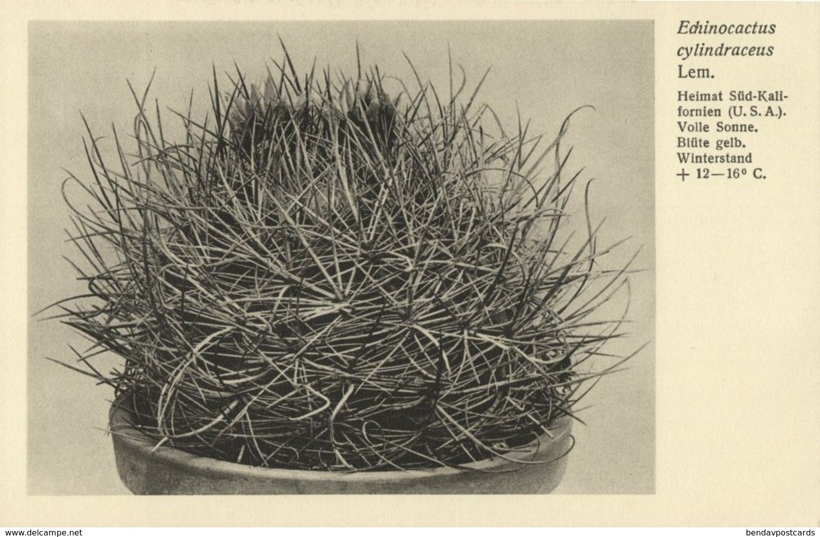 Cactus Cactaceae, Echinocactus Cylindraceus Lem. (1920s) Otto Stoye Postcard - Cactussen