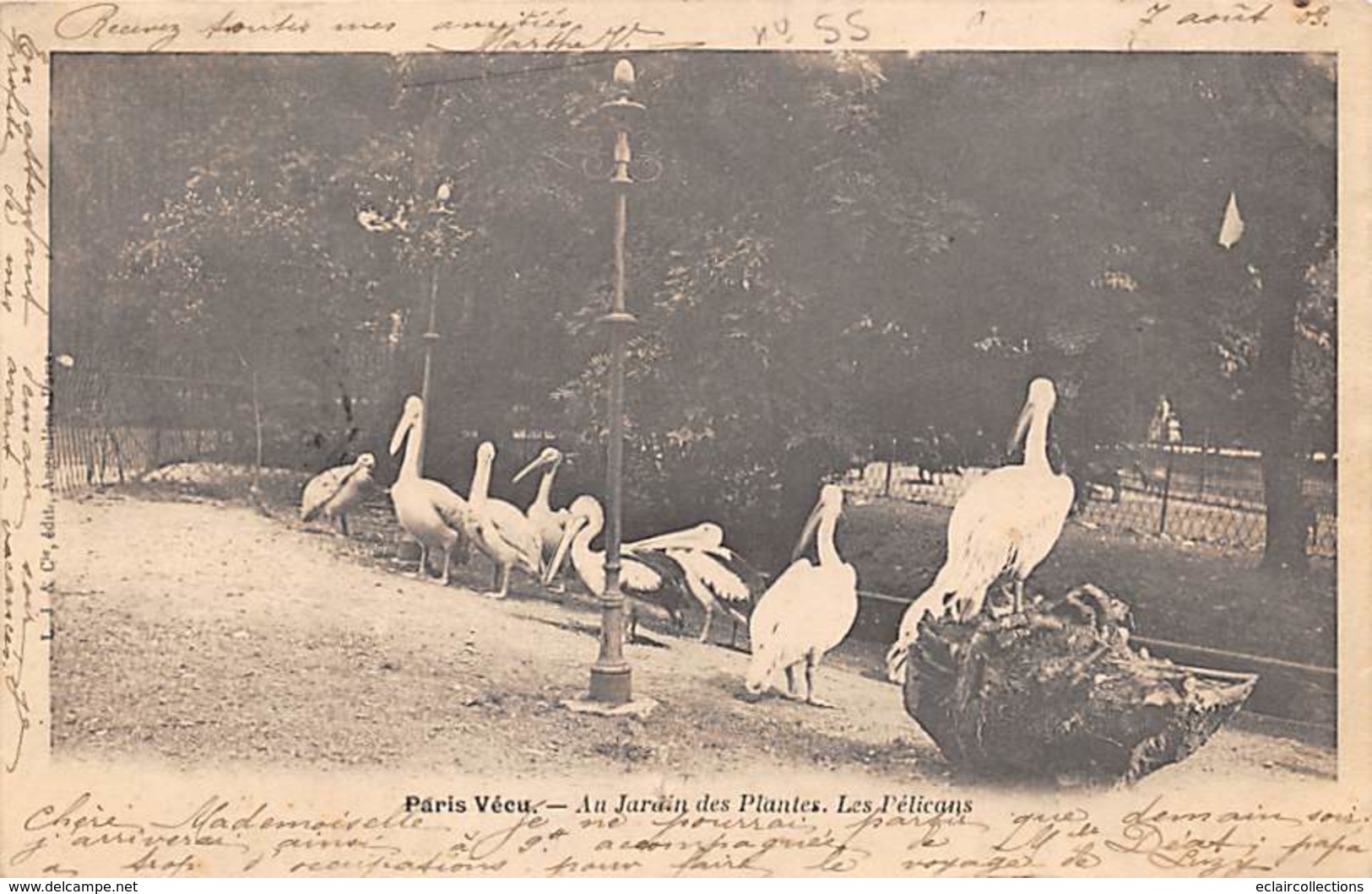 Paris  75     Paris Vécu .Au Jardin Des Plantes. Les Pélicans      (voir Scan) - Lotes Y Colecciones