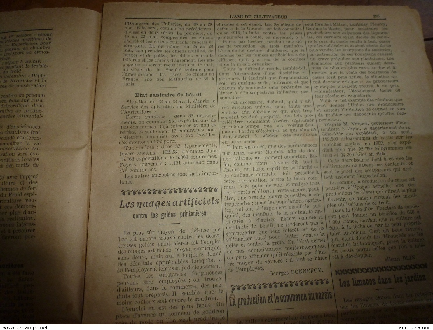 1914 L'AMI DU CULTIVATEUR-->La viande frigorifiée;La production et commerce du cassis;Comment faire un bœuf gras;etc