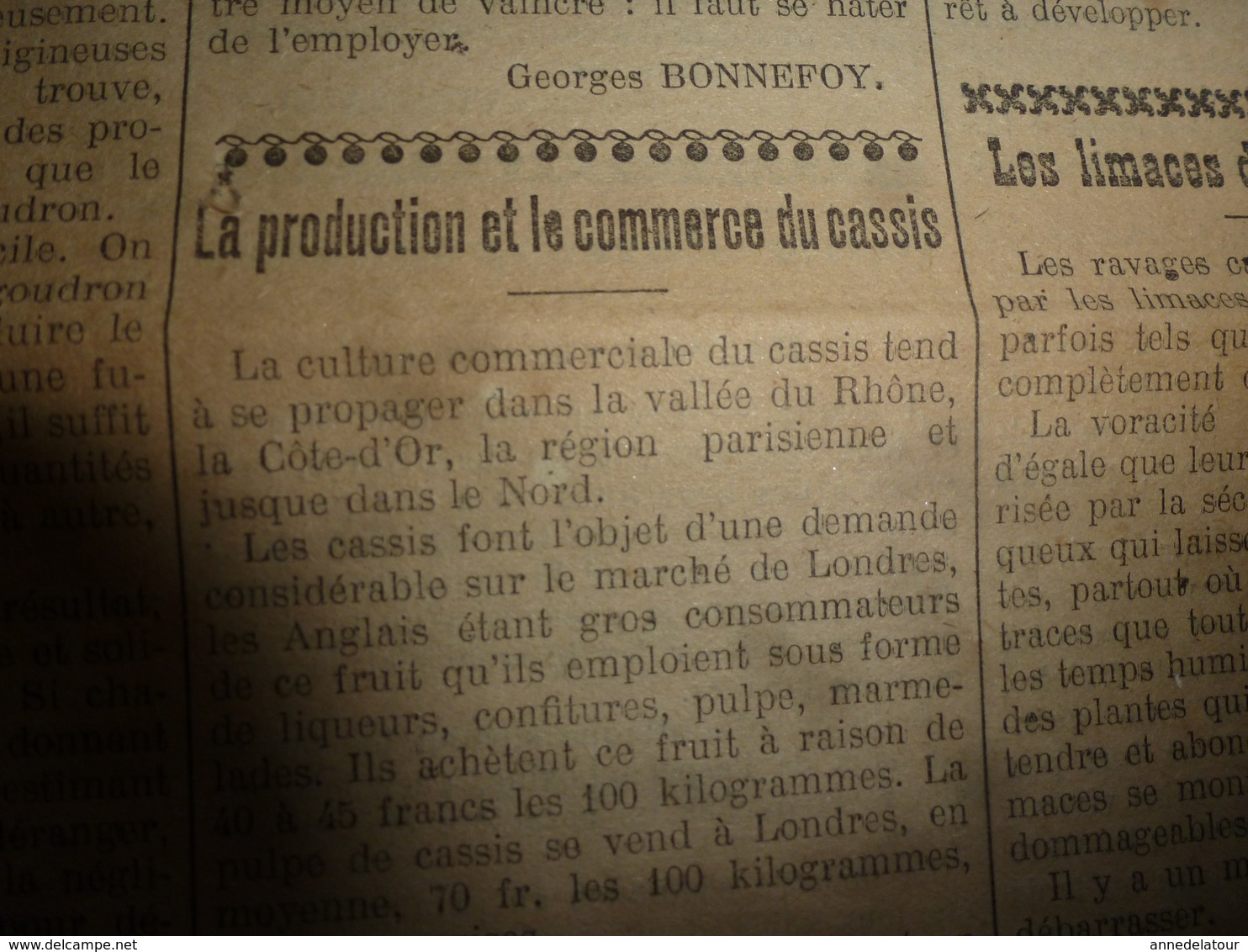 1914 L'AMI DU CULTIVATEUR-->La viande frigorifiée;La production et commerce du cassis;Comment faire un bœuf gras;etc