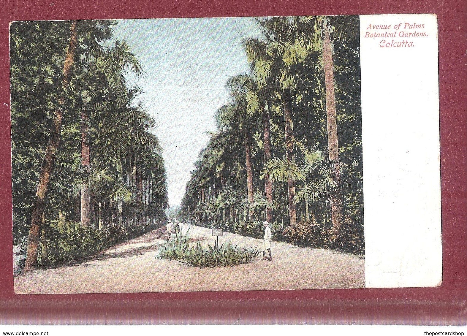 INDIA - Avenue Of Palms Botanical Gardens Calcutta EARLY UNDIVIDED BACK  UNUSED - Inde