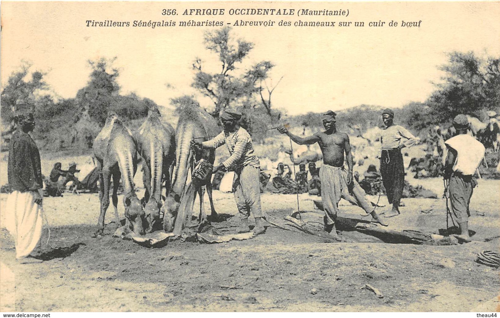 AFRIQUE OCCIDENTALE  -  MAURITANIE  -  Tirailleurs Sénégalais Méharistes - Abreuvoir Des Chameaux Sur Un Cuir De Boeuf - Mauritanie