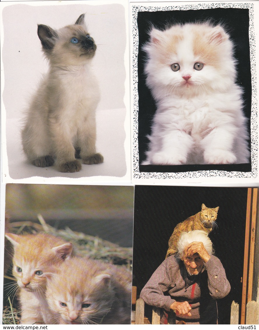 Lot De 36 Cartes -Thème ; Les Chats Et Chatons - Chats