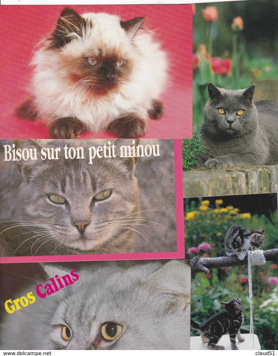 Lot de 36 cartes -Thème ; Les Chats et chatons