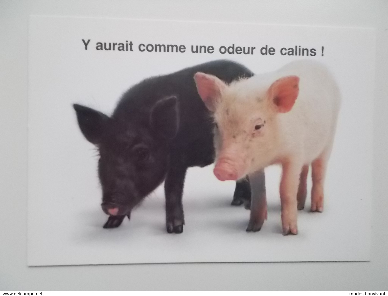 Y Aurait Comme Une Odeur De Calins !  / Starprint - Varkens