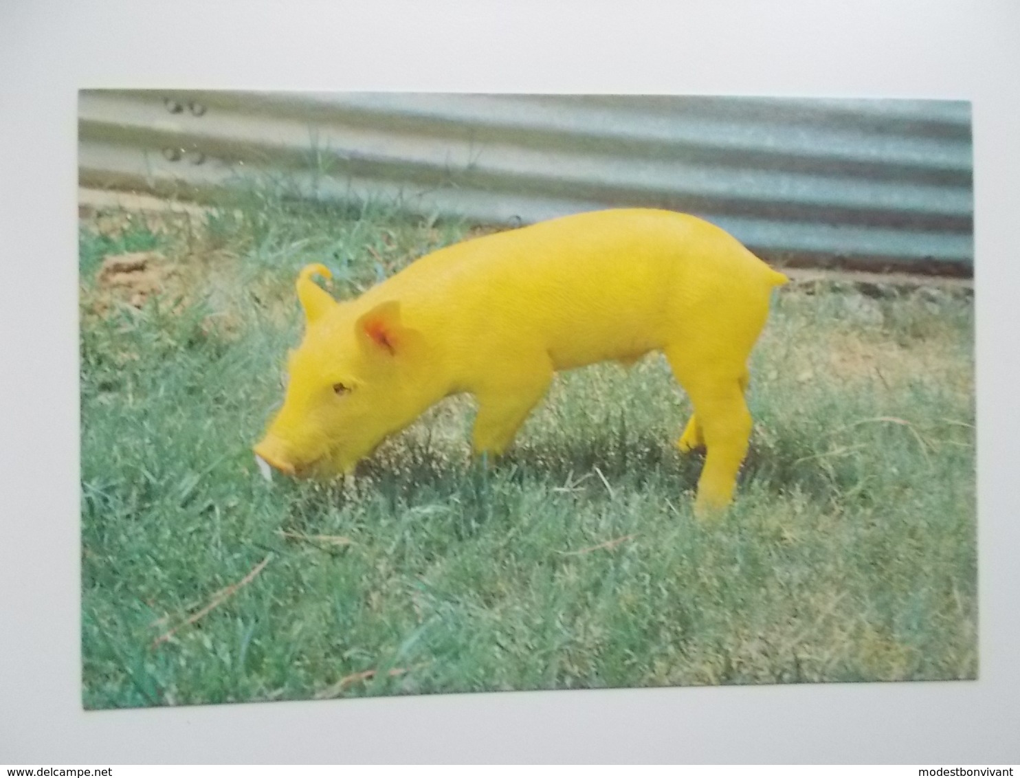 YELLOW PIG , Gekleurd Varken - Maiali