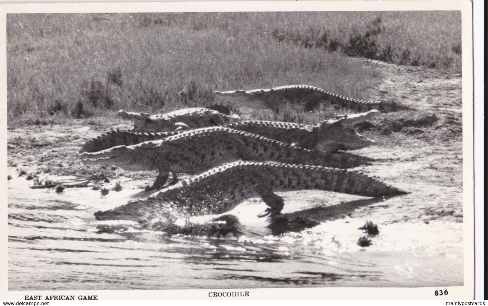 AP19 Animal Postcard - East African Game, Crocodile - RPPC - Other & Unclassified