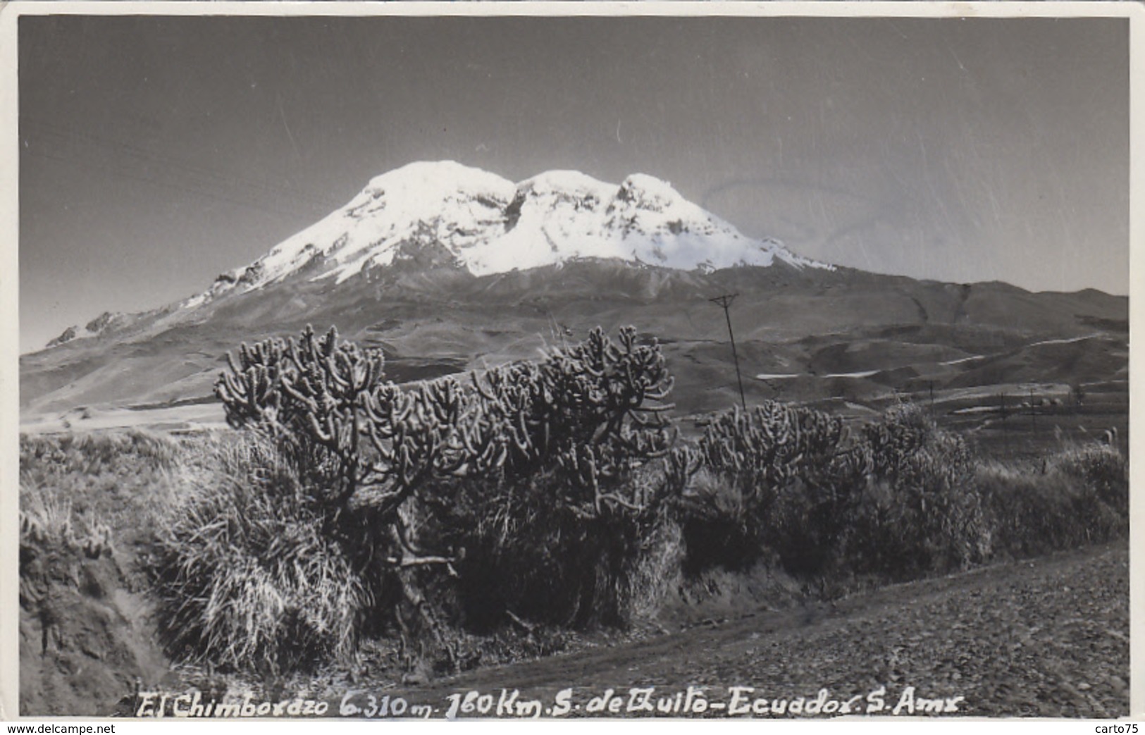 Amérique - Equateur Ecuador - El Chimborazo - Volcan - Plantes Cactus Raquettes - Carte-Photo - Ecuador