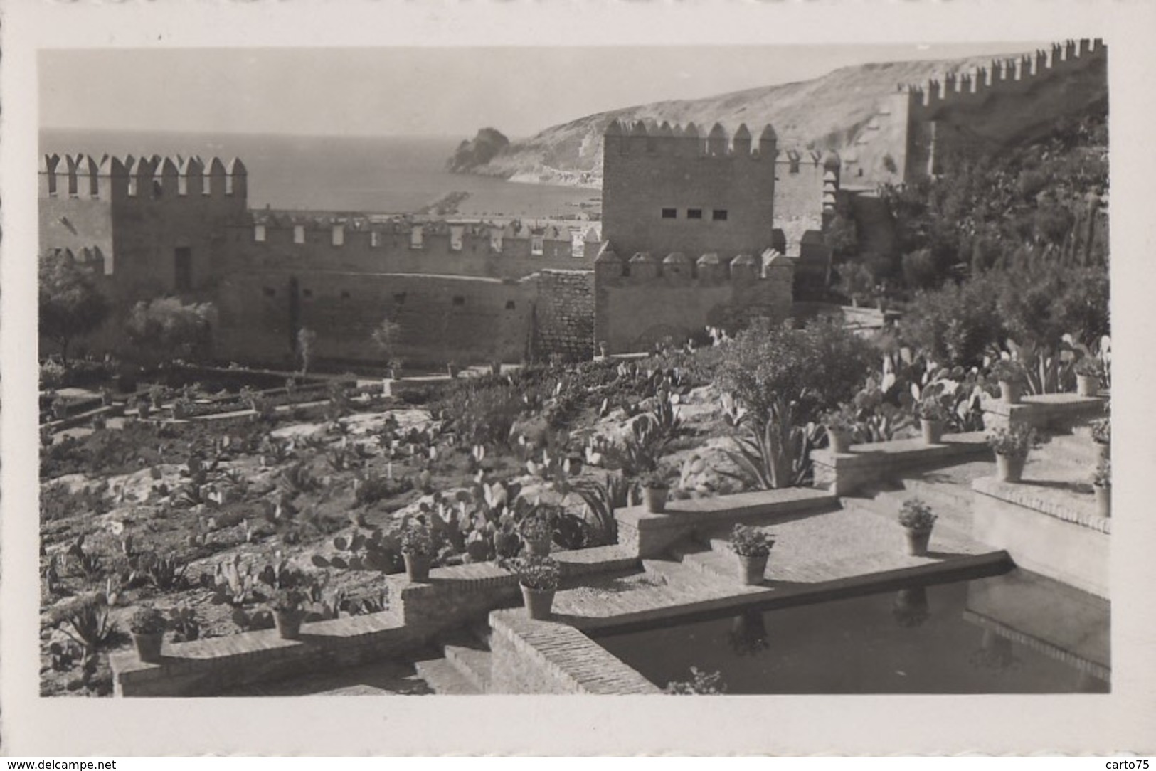 Plantes - Cactus Raquettes - Espana - Almeria - Alcazaba - Jardines - Cactusses