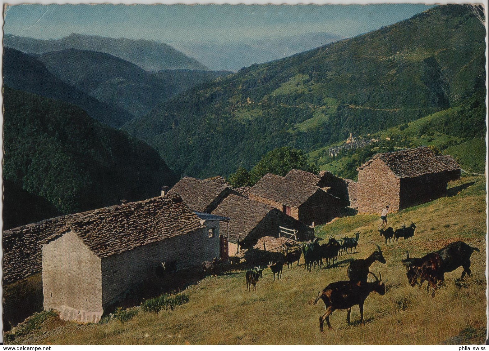 Il Ticino Pittoresco - Indemini - Ziegen-Herde, Chevres, Goat - Indemini