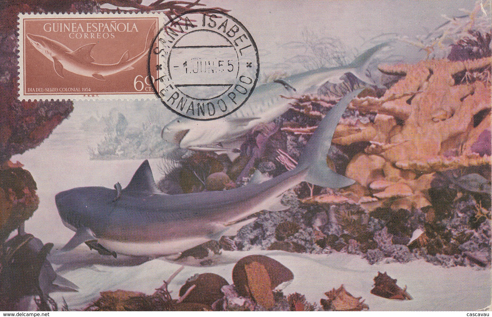 Carte Maximum  GUINEE  ESPAGNOLE  Journée  Du  Timbre  Colonial    REQUIN   1955 - Guinea Spagnola