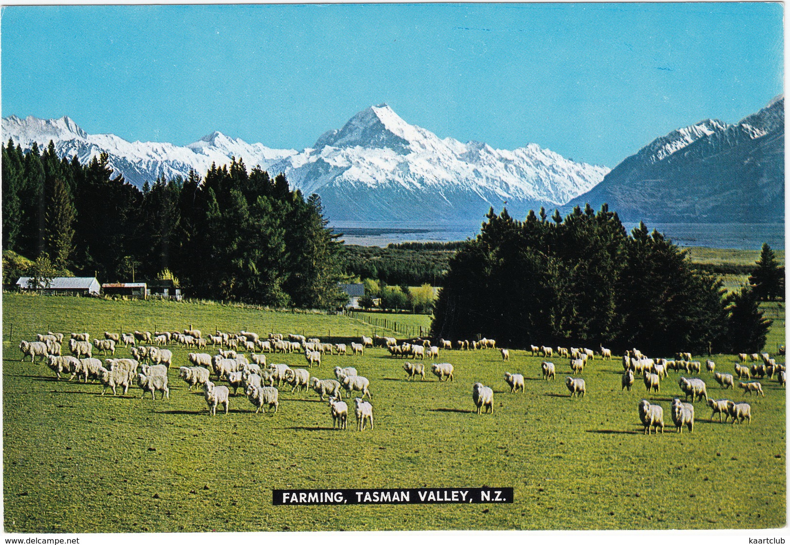 Farming, Tasman Valley (Mount Cook) - New Zealand - Sheep - Nieuw-Zeeland