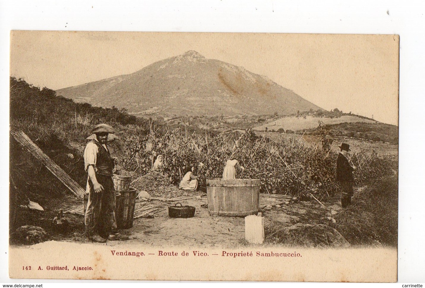 VICO - 20 - 2A - Corse - Vendange à La Propriété Sambucuccio - Route De Vico 1900... - Autres & Non Classés