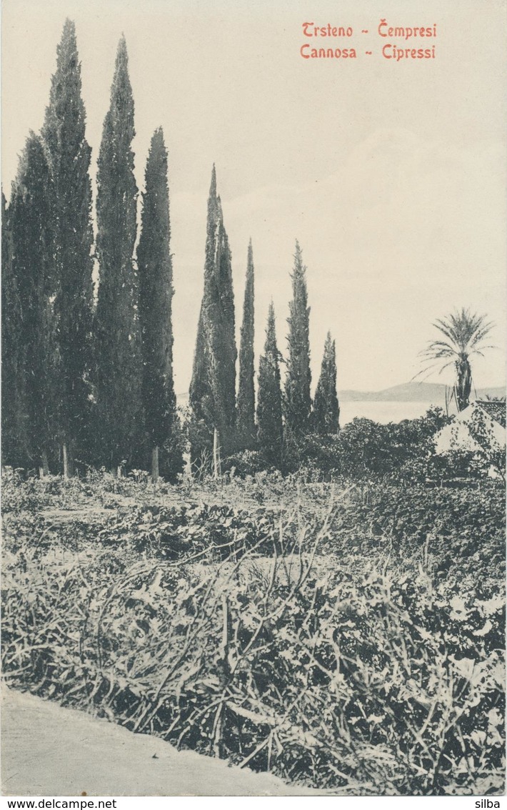 Croatia Dubrovnik, Ragusa 1909 / Trsteno Cempresi, Cannosa Cipressi / Uncirculated, Unused / Stengel 40501 - Croazia