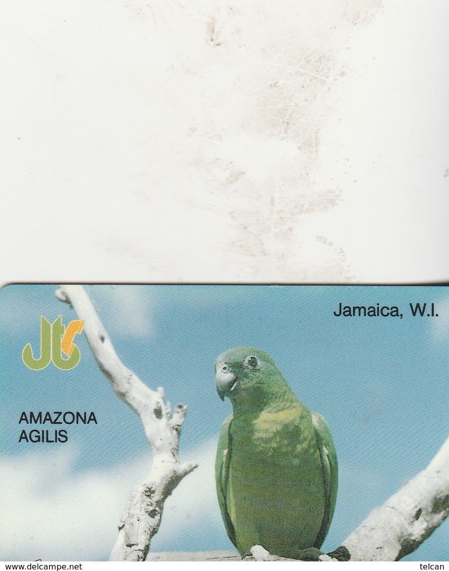 AMAZONA   AGILIS 13 - Jamaïque