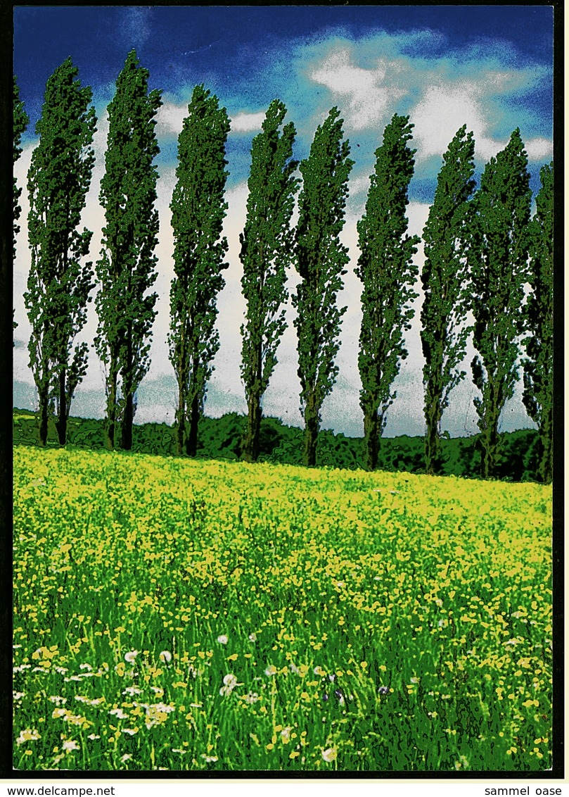 Pappelallee  -  DJH Deutsche Jugendherberge Ansichtskarte Ca. 1981   (9160) - Alberi